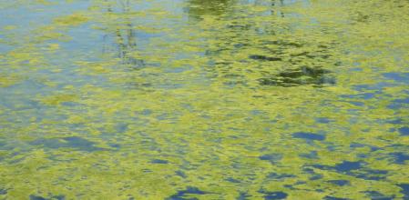 Reto visual: ¿Dónde está la rana?