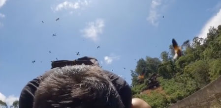 El angustioso momento de una pareja al sufrir el ataque de cientos de abejas gigantes