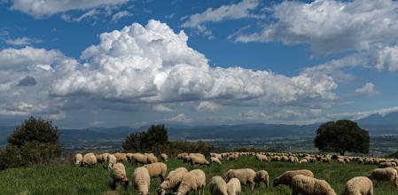 Un rebaño de ovejas se come 100 kg de cannabis por falta de pastos: “No sé si reírme o llorar”