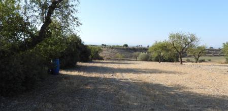 Reto visual: ¿Puedes ver a los dos conejos?