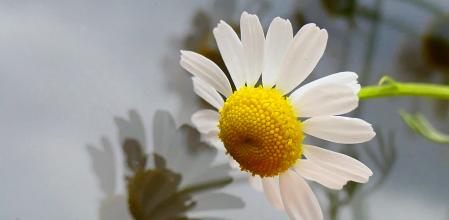 Detalle de una flor de manzanilla del monasterio de Pedralbes, en Barcelona.