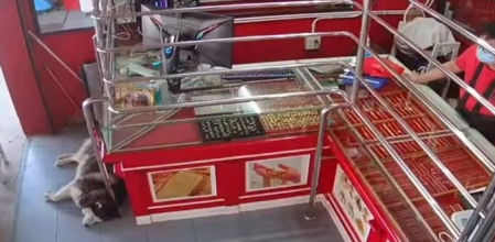 El perro descansa plácidamente