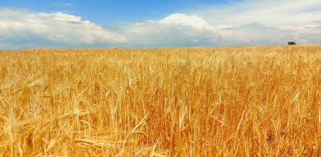 Campo de secano primaveral en Ossó de Sió.