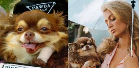 Paris Hilton y su perro
