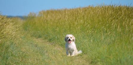 Después de pasear a tu perro por zonas de naturaleza, conviene revisar bien su pelaje.