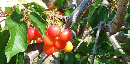 Plantación de cerezas en Ullastrell.
