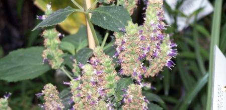 El pachulí (Pogostemon cablin) produce un aceite esencial muy apreciado en perfumería