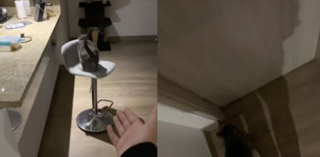 Muestra la extrema dependencia que tiene su gato con ella y acumula casi 10 millones de reproducciones