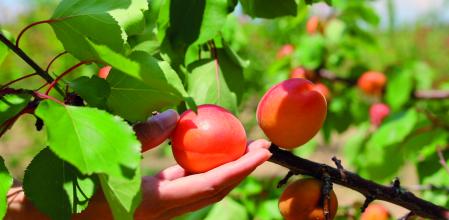 albaricoques ametller origen