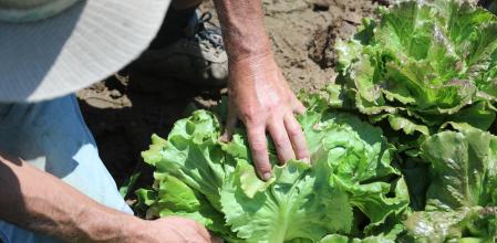 lechugas ametller origen