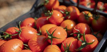 tomates ametller origen