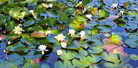 Nenúfares en flor en el lago de Banyoles.