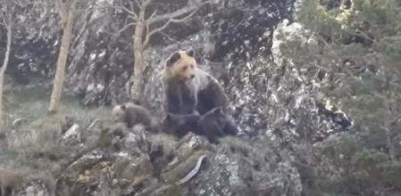 La osa y sus tres crías aparecen en plena forma en las imágenes captadas a mediado de mayo  .