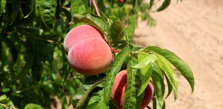 Detalle de ejemplares de melocotón de Ordal antes de ser cosechados.
