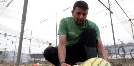 Manuel, un agricultor de Granada, ha empleado tres meses de trabajo en poner a punto su cosecha de sandías