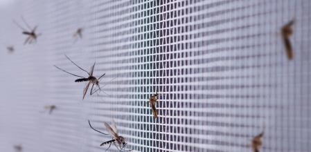Las mosquiteras son la mejor solución para evitar que los mosquitos entren en tu casa.