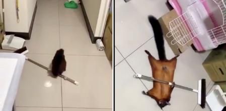 Imagen de la ardilla construyendo la escena del falso crimen