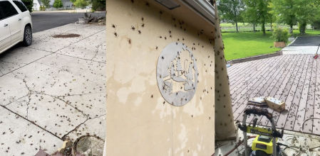 El escalofriante vídeo de una plaga de insectos arrasando una casa: "¿Qué comen estos bichos?"