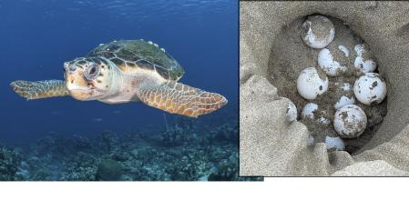 Ejemplar de tortuga careta y detalle del nido localizado en el delta del Ebro  .