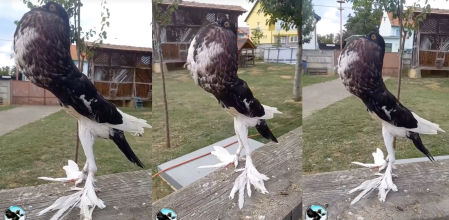 Descubren una paloma 'mutante' y los comentarios son oro puro: “Parece generada por IA”