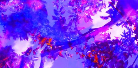 Adaptación de los árboles al cambio climático.