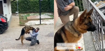 El perro todavía recuerda a su dueño 3 años después