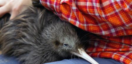 un miembro del equipo del Proyecto Capital Kiwi cambiando el transmisor de un kiwi macho llamado ?t?rangi mientras realizaba un control de salud antes de volver a liberar al ave en la naturaleza en Tawa Hill, estación Terawhiti en Wellington. Las preciadas aves kiwi de Nueva Zelanda recorren las verdes colinas de Wellington por primera vez en un siglo, después de una campaña para eliminar a los depredadores invasores de los alrededores de la capital.