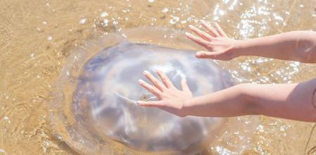 Nunca debemos tocar a una medusa. Ni viva, ni muerta