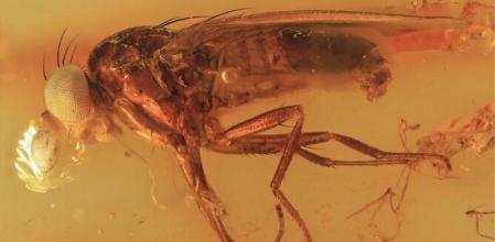 Fotografía de la nueva especie Christelenka