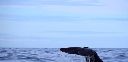 Imagen de archivo de un cachalote