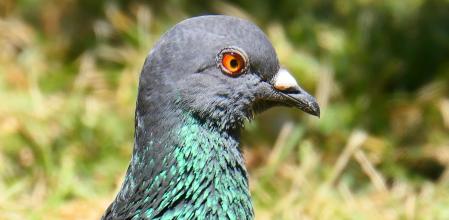 Paloma en el claustro del monasterio de Pedralbes.