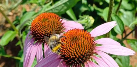 Escena de polinización en la flor de la echinacea.