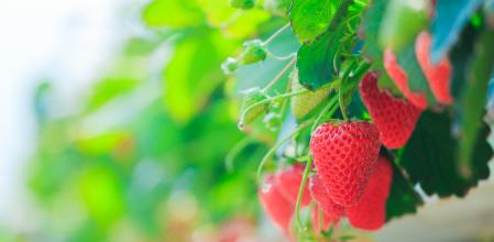 Justicia Alimentaria señala en el informe que las fresas son uno de los frutos que presentan más plaguicidas