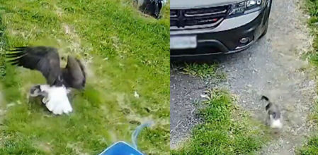 Fue un terrible susto para los propietarios del animal