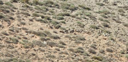 Reto visual: ¿Cuántas madrigueras podéis encontrar en esta imagen?