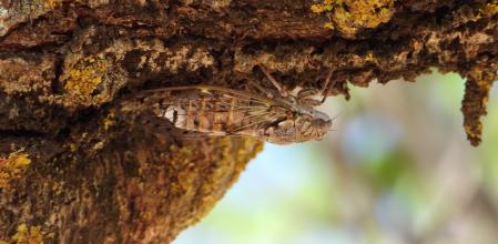 La cigarra Lyristes plebejus.