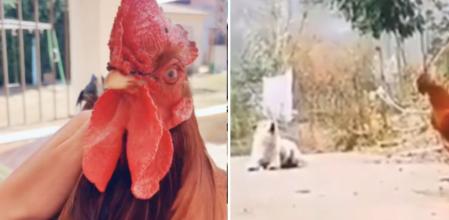 El gallo y el perro que conviven en harmonía