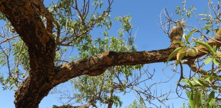 Reto visual: ¿Dónde está la cigarra?
