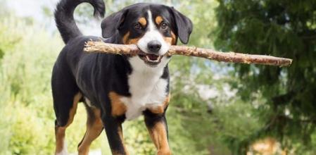 La IA de Meta imagina a un perro llevando un palo