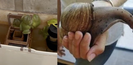 Tiburones que consumen drogas, ranas en los wc, caracoles gigantes... los humanos ponen al límite a los animales