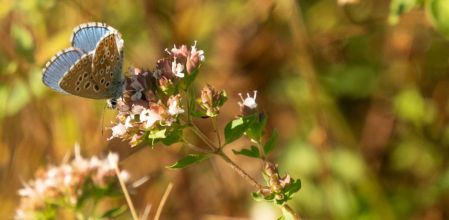Mariposa posada en una flor al amanecer en Sant Hipòlit de Voltregà.