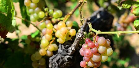 Montmell, viñas viejas, uvas, vendimia