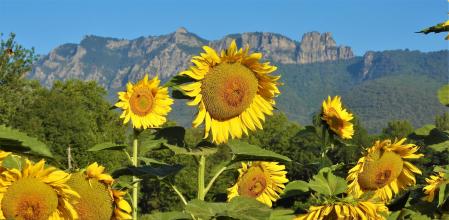 Girasoles luciendo en la Vall d'en Bas
