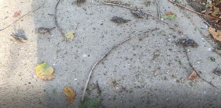 Estorninos muertos en Calaf.