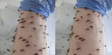 Así le han dejado el brazo cientos de mosquitos tras un experimento: “Donación de sangre”