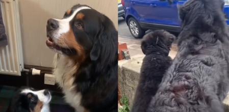 Los perros se han vuelto inseparables.