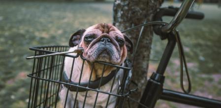 El perro debe ser transportado respetando todas las medidas de seguridad.