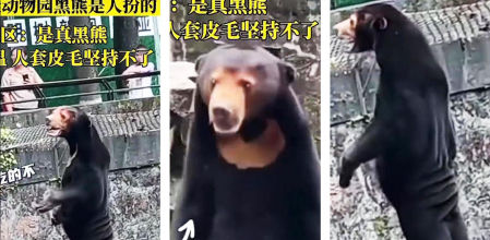 Tres imágenes del oso en el zoo de Shangai