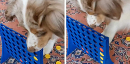 Spot, el perro que se enfada tras perder al cuatro en raya.