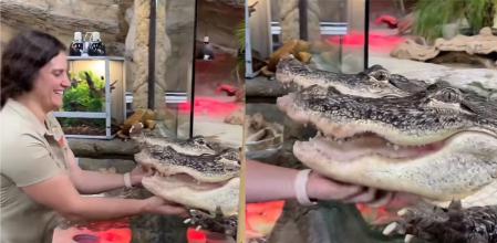 La cuidadora hace cosquillas a los cocodrilos.